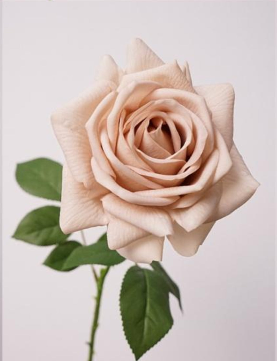 Pre-Order Real Touch - Sand Rose