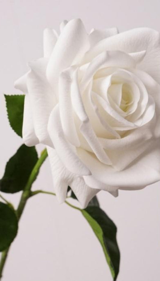 Preorder - Real Touch - Premium White Rose